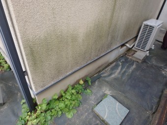三井ホーム コケ
