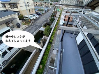 波板雨樋にコケ