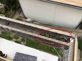 枠内のコケ