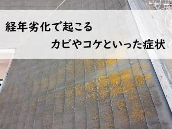カビやコケ