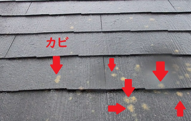 屋根カバー工法　カビ